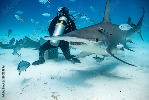 Great hammerhead shark feeding near a diver in the Bahamas
