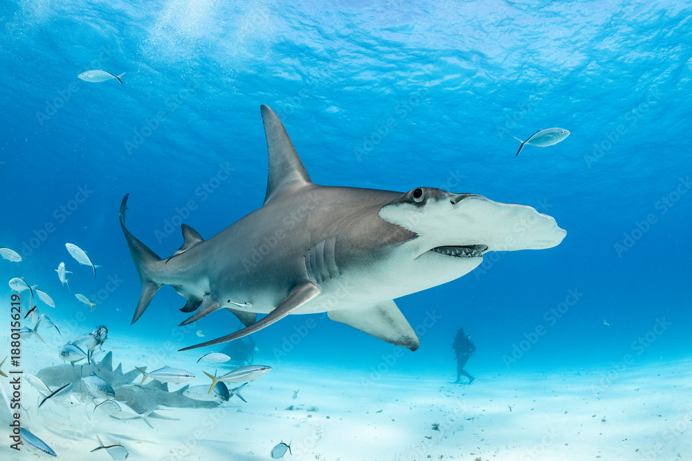 Obraz premium Great hammerhead shark feeding in clear waters of the Bahamas