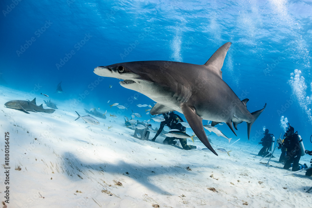 Fototapeta premium Great hammerhead shark feeds in the Bahamas with divers nearby