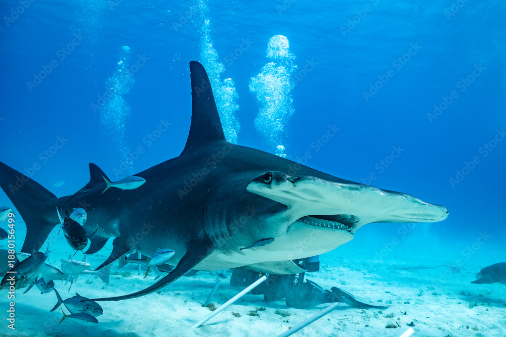 Obraz premium Great hammerhead shark feeds in Bahamas waters during vibrant day