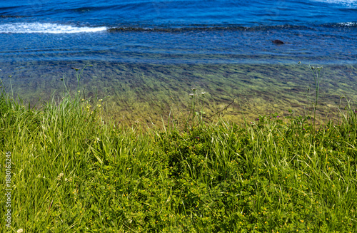 Fresh green meadow with wild grass and flowers overlooking a clear blue sea. Representing natural coastline, peaceful summer scenery, environmental beauty and calm outdoor landscape. Selective focus.