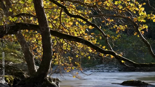 Wallpaper Mural Golden Autumn Leaves Overlooking Tranquil River Flowing Through Serene Forest Landscape. Seamless looping 4k video background  Torontodigital.ca