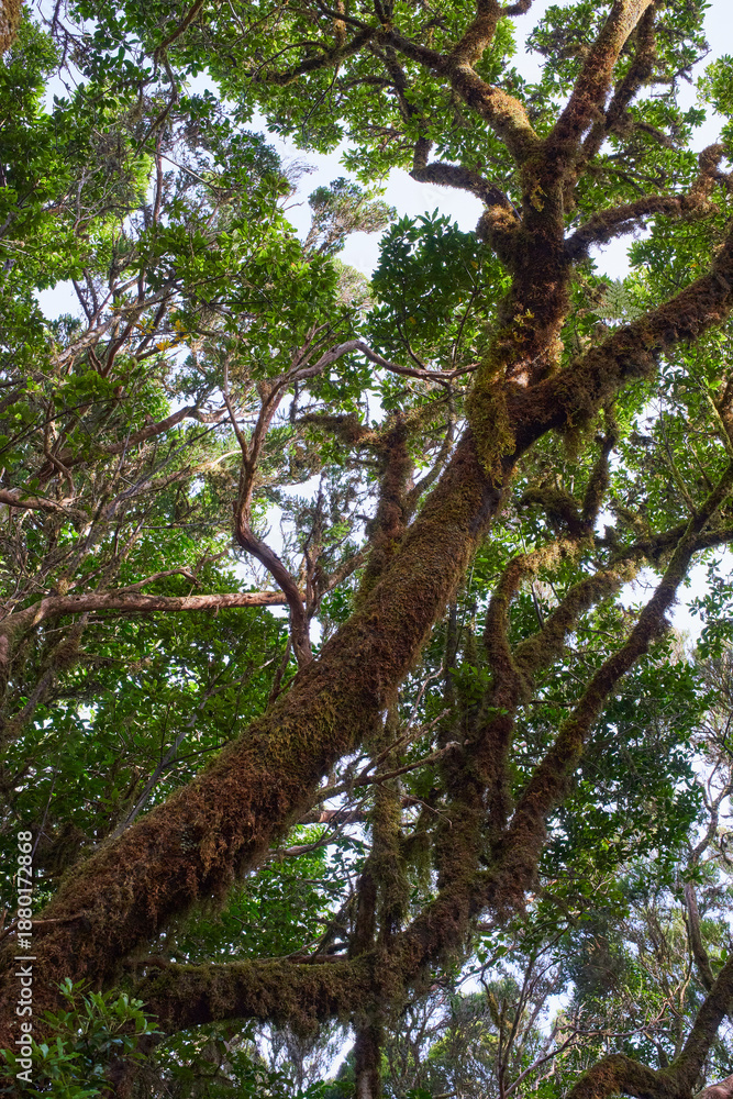 Fototapeta premium Moss-covered laurisilva tree trunks in Anaga