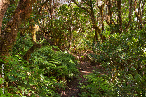 Moss-covered trees in laurisilva forest