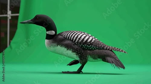 Male Loon Walking Smoothly Wildlife Bird Full Body Nature Scene Generative AI