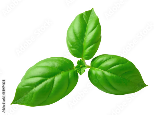 A pair of green leaves stacked on top of each other, great for nature and environmental scenes