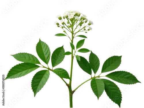 A close-up shot of a plant with white flowers and green leaves