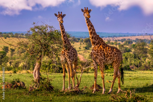 Canvas Print Giraffes standing in open savanna landscape