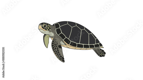 Detailed green sea turtle swimming illustration marine life