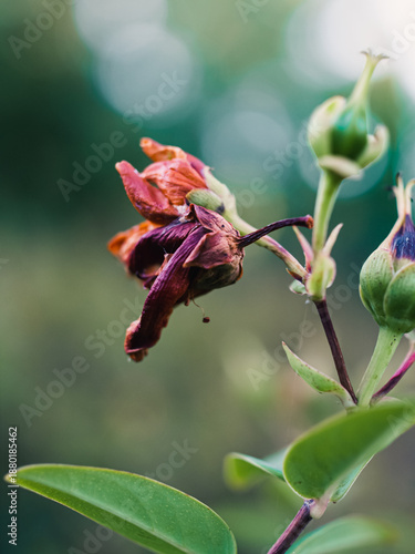 Flower in the garden