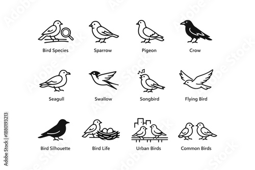 Illustrated bird species collection: sparrow pigeon crow seagull swallow songbird