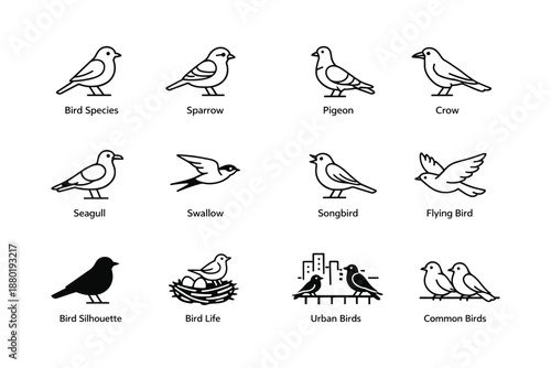 Illustrated bird species collection: sparrow, pigeon, crow, seagull, swallow