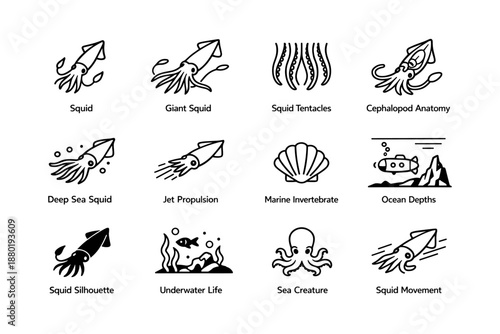 Squid illustrations: anatomy, behavior, and marine environment