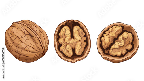 Realistic illustration of walnuts including one whole shell and two halves showing the brain-like nut kernels inside on a white background.