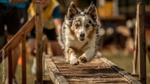 Handler and dog navigating seesaw in agility contest © LimeSky