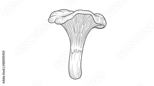 Realistic line art illustration of a chanterelle mushroom with its characteristic wavy cap and ridged underside, isolated on a white background.