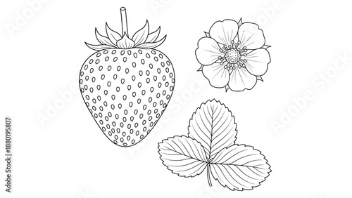 Botanical set of strawberry components including the whole fruit, a small blossom, and trifoliate leaves in line art style.