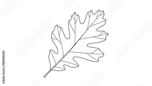 Detailed botanical drawing of an oak leaf with its characteristic lobed shape and vein structure in black and white lines.