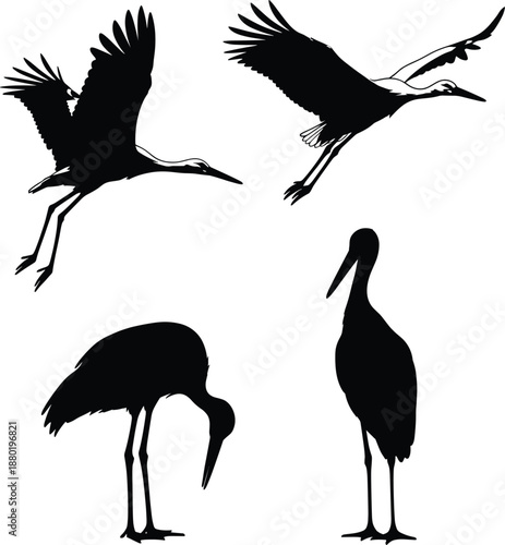 Detailed stork silhouettes in flight and feeding positions isolated on white background for environmental conservation and biological research graphics.