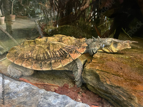 Mata Mata Turtle (Chelus fimbriata) in Terrarium — Exotic South American Freshwater Turtle Close-Up