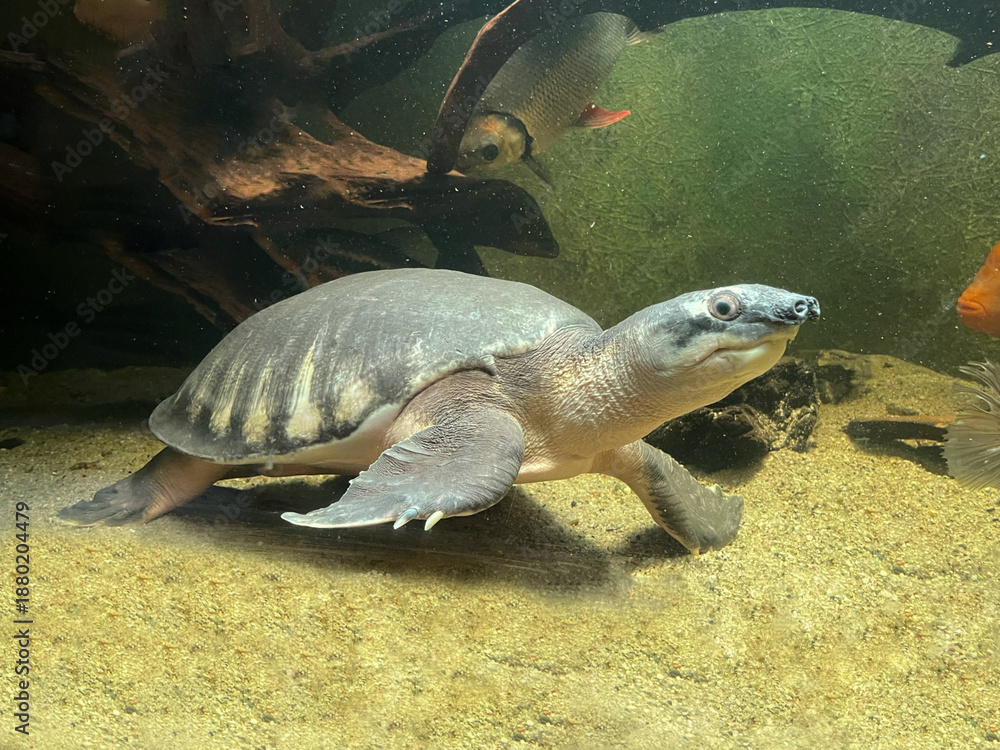 Obraz premium Pig-nosed Turtle (Carettochelys insculpta) Underwater — Rare Freshwater Turtle with Flipper-like Limbs in Aquarium