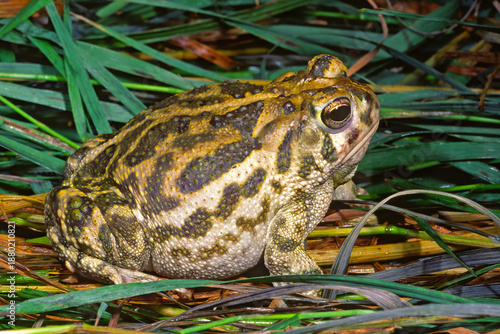 Εκτύπωση καμβά Great Plains Toad, Anaxyrus cognatus in grass litter