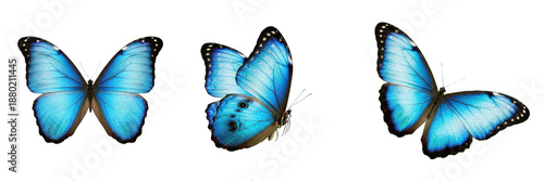 Set and Collection of Exotic Blue Butterflies, Vibrant Moths, Termite Queen, and Woodlouse Insects, Professional Entomology Mega Bundle, Isolated on White Transparent PNG Background