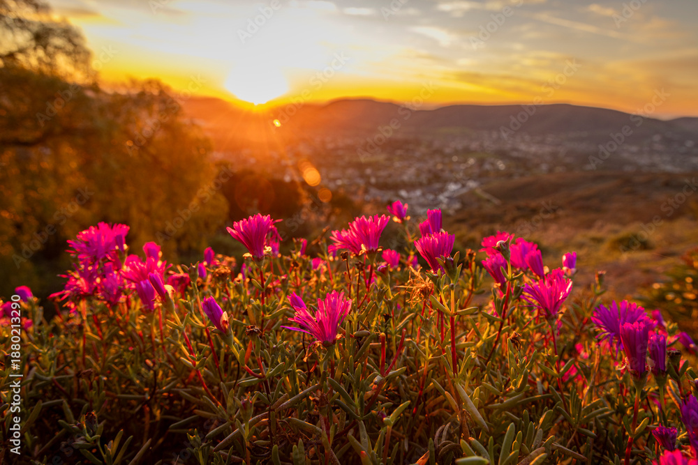 Obraz premium Purple flowers on a hill with a brilliant sunset in the distance. The view is from Escondido Ca looking west toward San Marcos,Carlsbad and Oceanside Ca