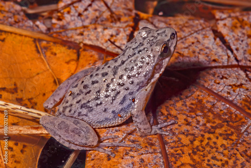 Картината върху платно Upland chorus frog, Pseudacris feriarum.