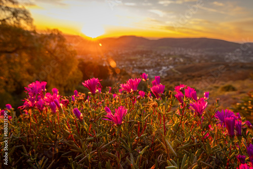 Foto Purple flowers on a hill with a brilliant sunset in the distance