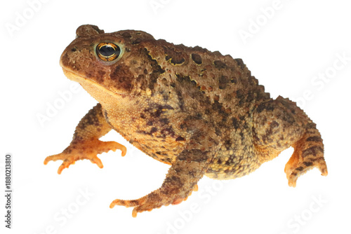 American toad, Anaxyrus americanus