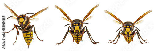 Fotografie Set and Collection of Realistic European Hornet (Vespa crabro) Images – Isolated