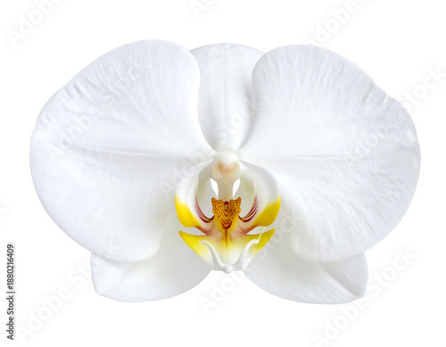 Close Up White Orchid Bloom with Yellow Center