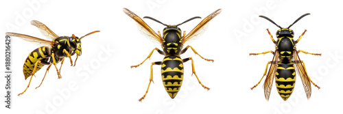 Photos Set and Collection of Realistic Common Wasp (Vespula vulgaris) Images – Isolated