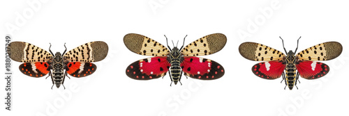Set and collection of Spotted Lanternfly insects isolated on white transparent PNG background