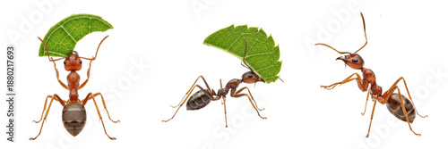 Set and collection of Leafcutter Ants carrying green leaf isolated on white transparent PNG background