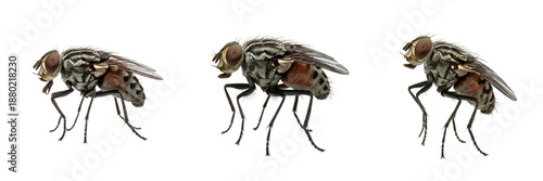 Set & Collection of House Flies (Muscidae) Common Flying Insects Macro Close-Up, Grey Domestic Fly with Transparent Wings, Entomology Detail isolated on white transparent png background
