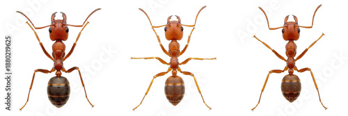 set of Fire Ant (Solenopsis) Aggressive Stinging Insect Macro Close-Up, Red Ant Worker with Powerful Mandibles, Dangerous Pest Entomology Detail isolated on white transparent png background