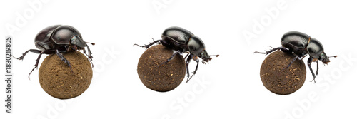 Photos set of Dung Beetle (Scarabaeinae) Rolling Manure Ball Macro Close-Up, Scarab Bee