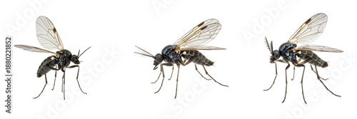 Set of Fungus Gnat (Sciaridae Family) Detailed Flying Insect Illustration Showing Small Fly Anatomy and Pest Characteristics isolated on white transparent PNG background