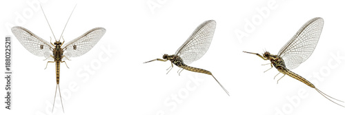 Photos Collection of Mayflies (Ephemeroptera) Delicate Aquatic Insects Representing Sho