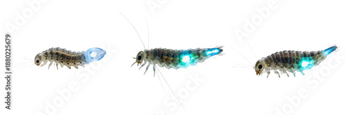 Collection of Glow-worm Bioluminescent Larval and Wingless Female Beetle Stage Showing Natural Light Emission isolated on white transparent PNG background