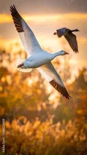 A pair of geese soaring through an autumn landscape at sunset, bathed in warm golden light