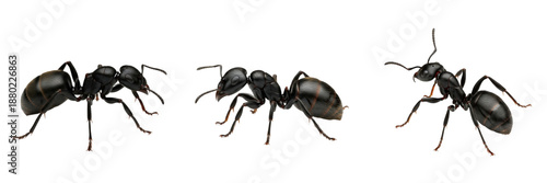 Set/Collection of black carpenter ant insects (Camponotus species) for forest ecology, entomology, biology and pest control illustration isolated on transparent PNG background