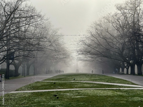 trees in the fog