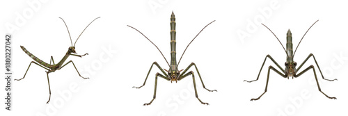 Tableau sur toile Set/Collection of walking stick insects (Phasmatodea order, stick insects) for n