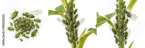 Set / Collection of Aphids (Aphidoidea) Highly Detailed Realistic Oil Paint Scientific Illustration Isolated on Transparent PNG Background