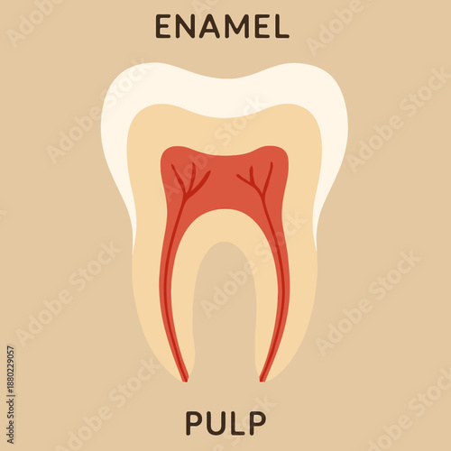 Molar tooth internal structure diagram