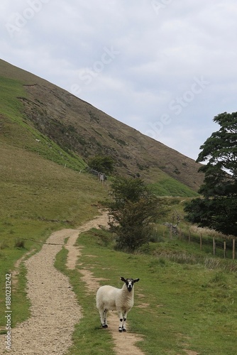 Sheep on a path