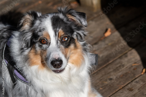 A young Australian Shepherd dog with black, white and brown patches of fur sits on a wooden deck looking up. The eyes are brown with white patch. The family pet is a herding dog. It has a medium build